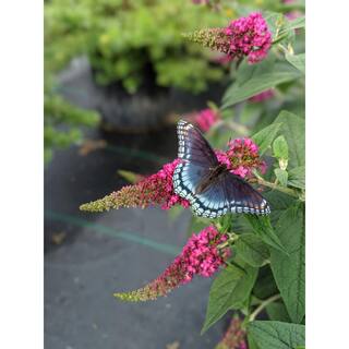 PROVEN WINNERS 4.5 in. Qt. Lo and Behold 'Ruby Chip' Butterfly Bush (Buddleia) Live Shrub Red Flowers BUDPRC1107800