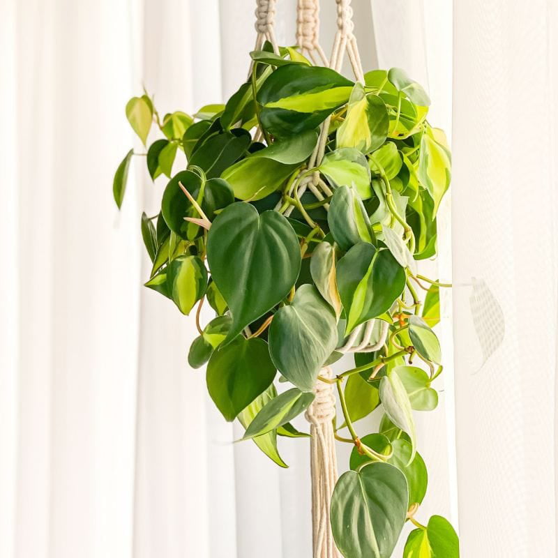 Philodendron 