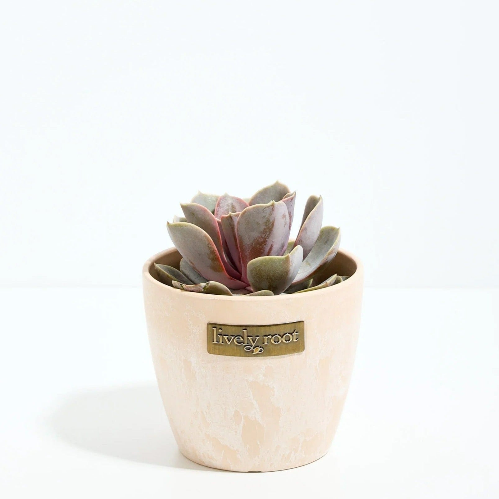 Lively Root Echeveria Rose Succulent Plant Kit