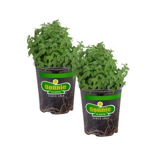 Bonnie Plants 19 oz. Catnip Herb Plant (2-Pack) 202009