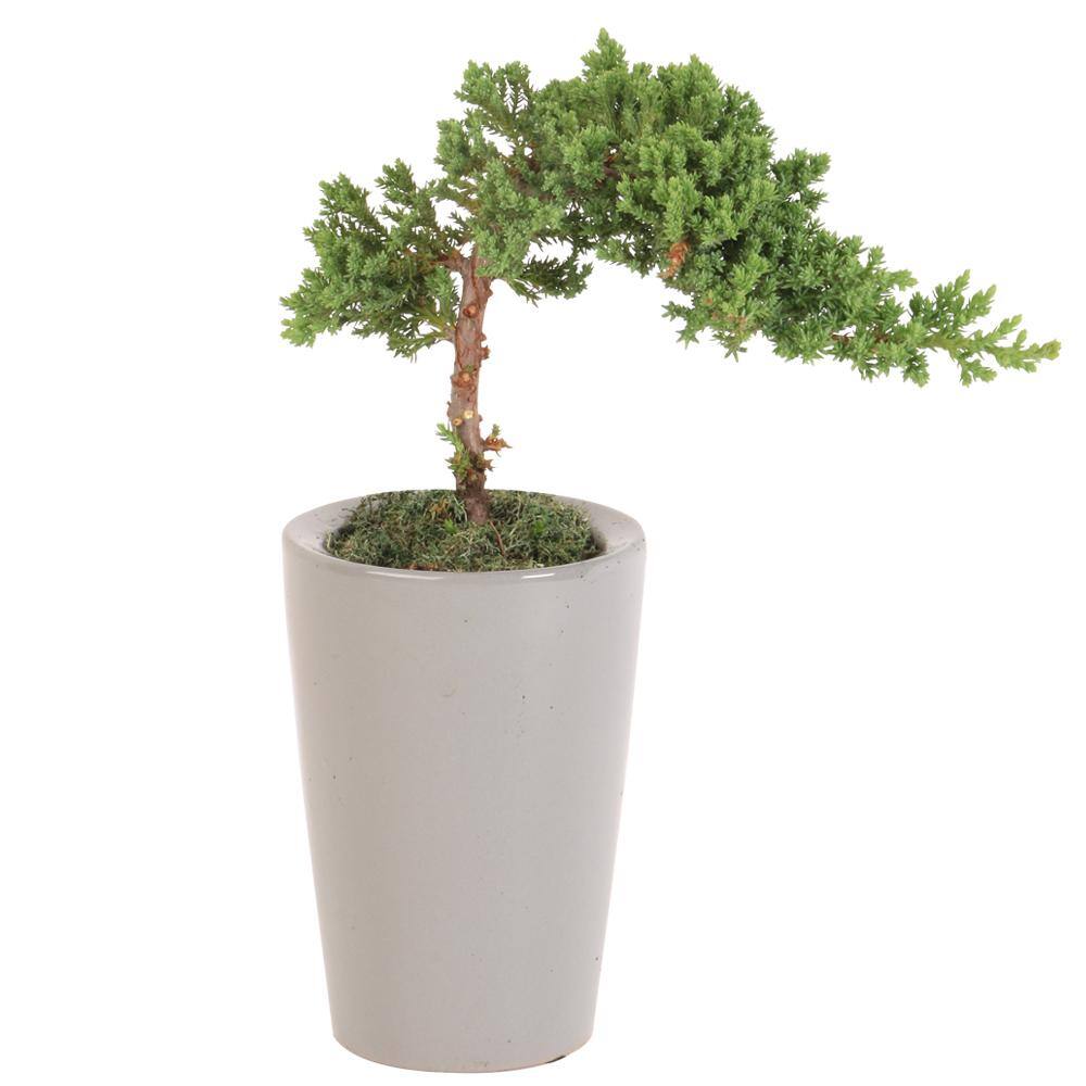 Costa Farms Bonsai Small Plant BD06S