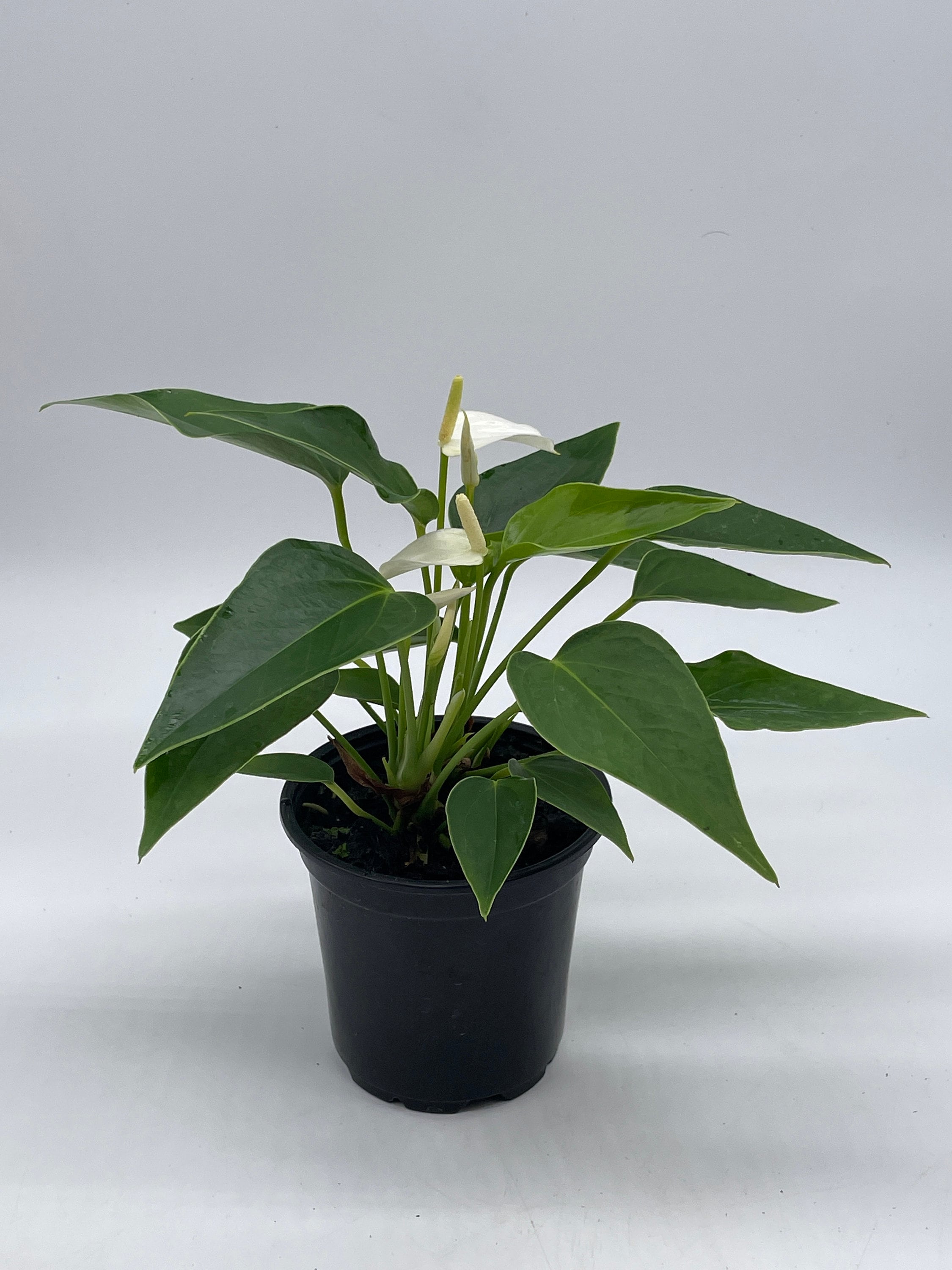 Anthurium White， Very Rare Limited Live plant with flower， in a 4 inch pot