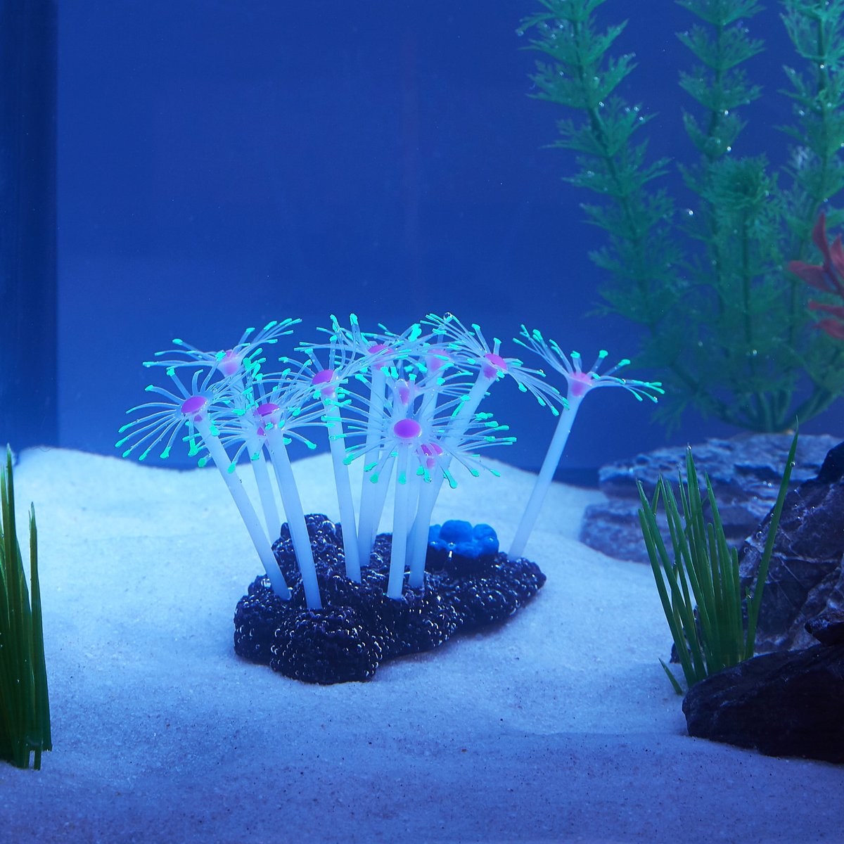 Sporn Star Polyps Coral Aquarium Decoration