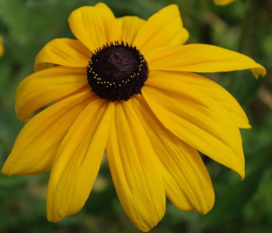 Classy Groundcovers - Black Eyed Susan BlackEyed Susan， Black-Eyed Susan， Golden Cone Flower， Golden Coneflower， Orange Coneflower {25 Pots - 3 1/2 inch Square}