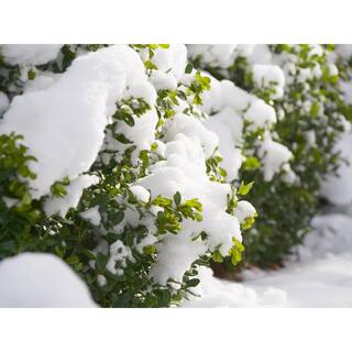 PROVEN WINNERS 1 Gal. Sprinter Boxwood (Buxus) Live Evergreen Shrub Green Foliage 20876