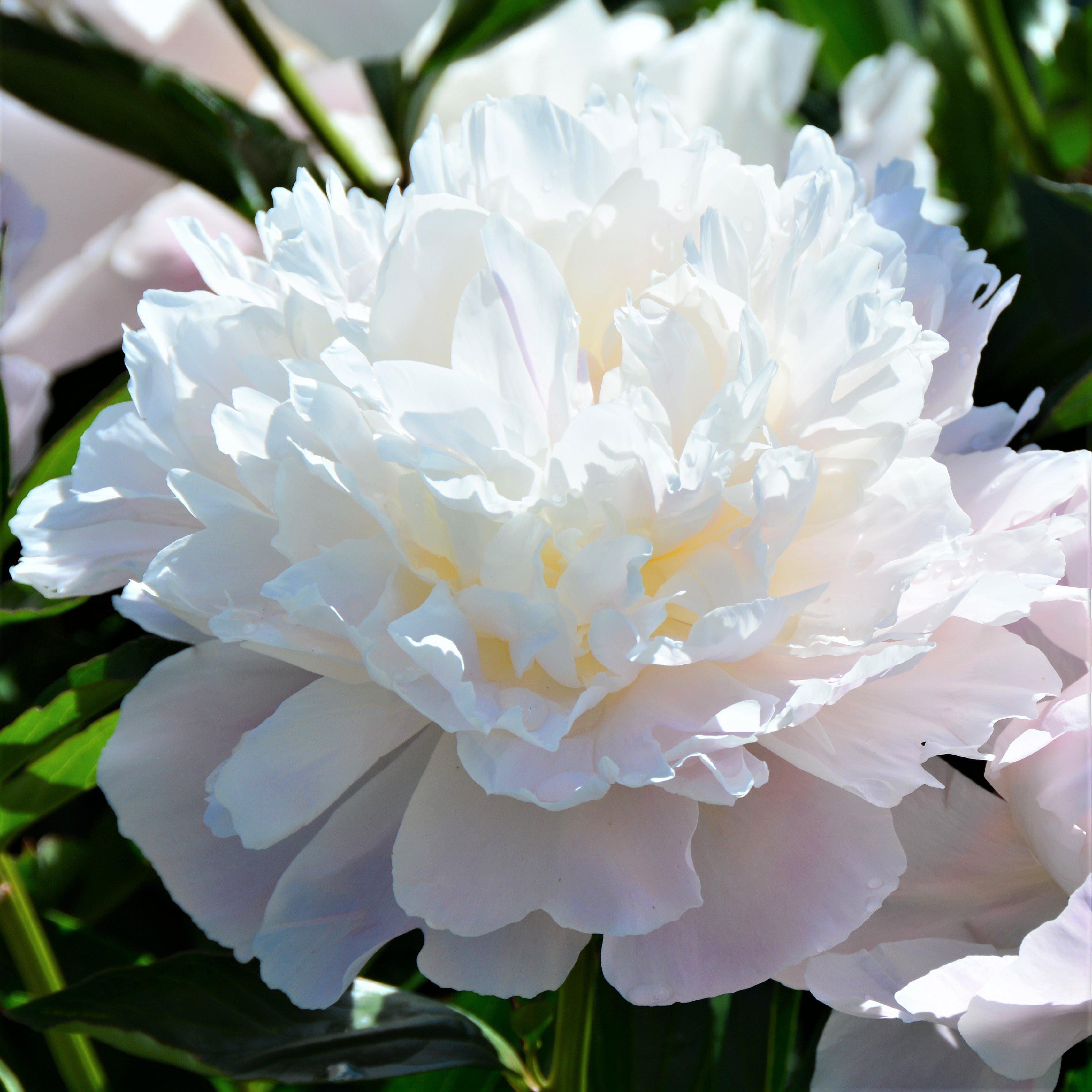 Peony Officinalis Alba Plena (1 pack) Division， White Flowers - Professional Growers from Easy to Grow