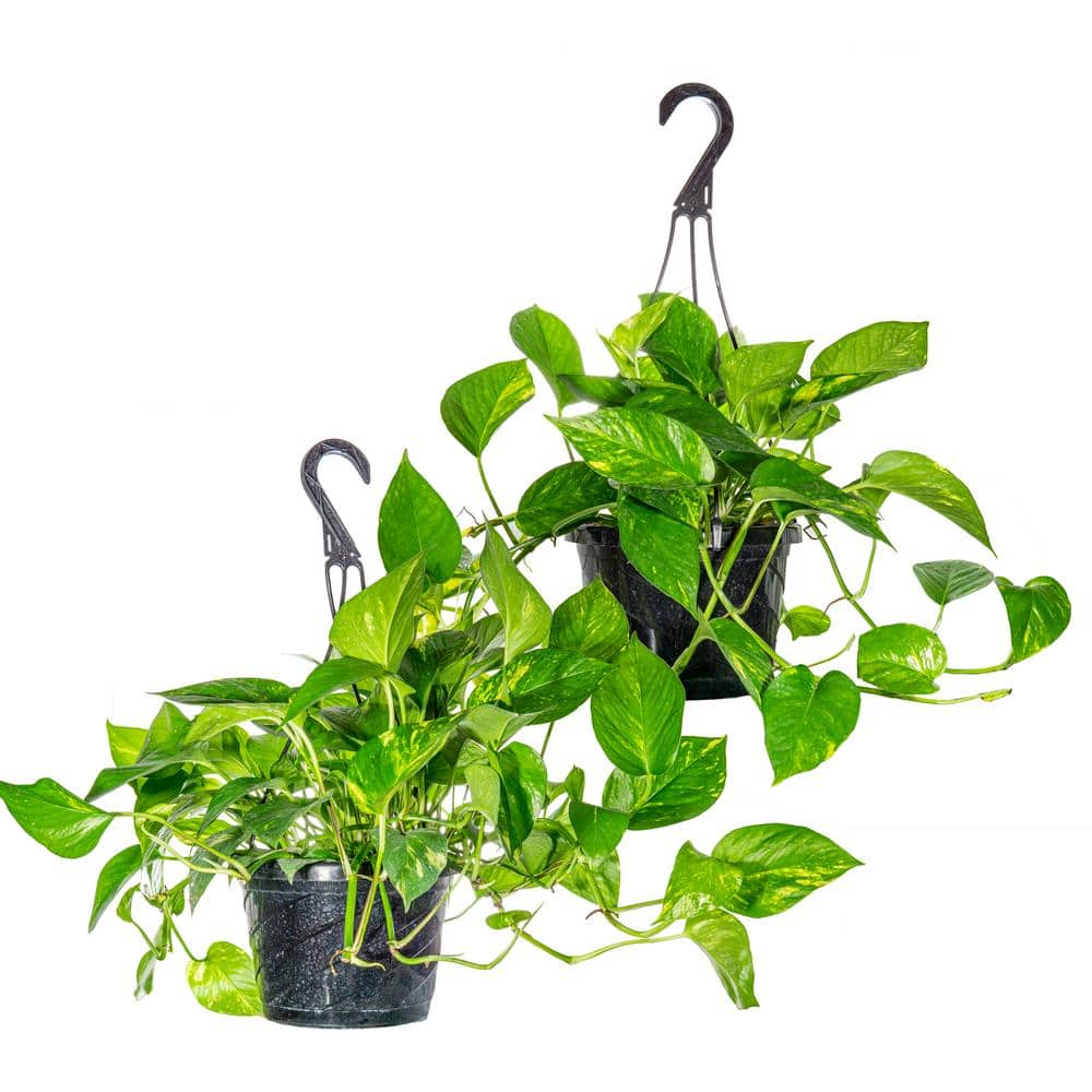 Perfect Plants Golden Pothos Devil's Ivy in 8 in. Hanging Basket (2-Pack) THD00411