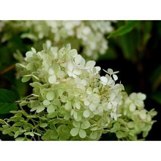 FLOWERWOOD 2 Gal. Hydrangea Bobo Shrub - Clusters of White Flowers 25172