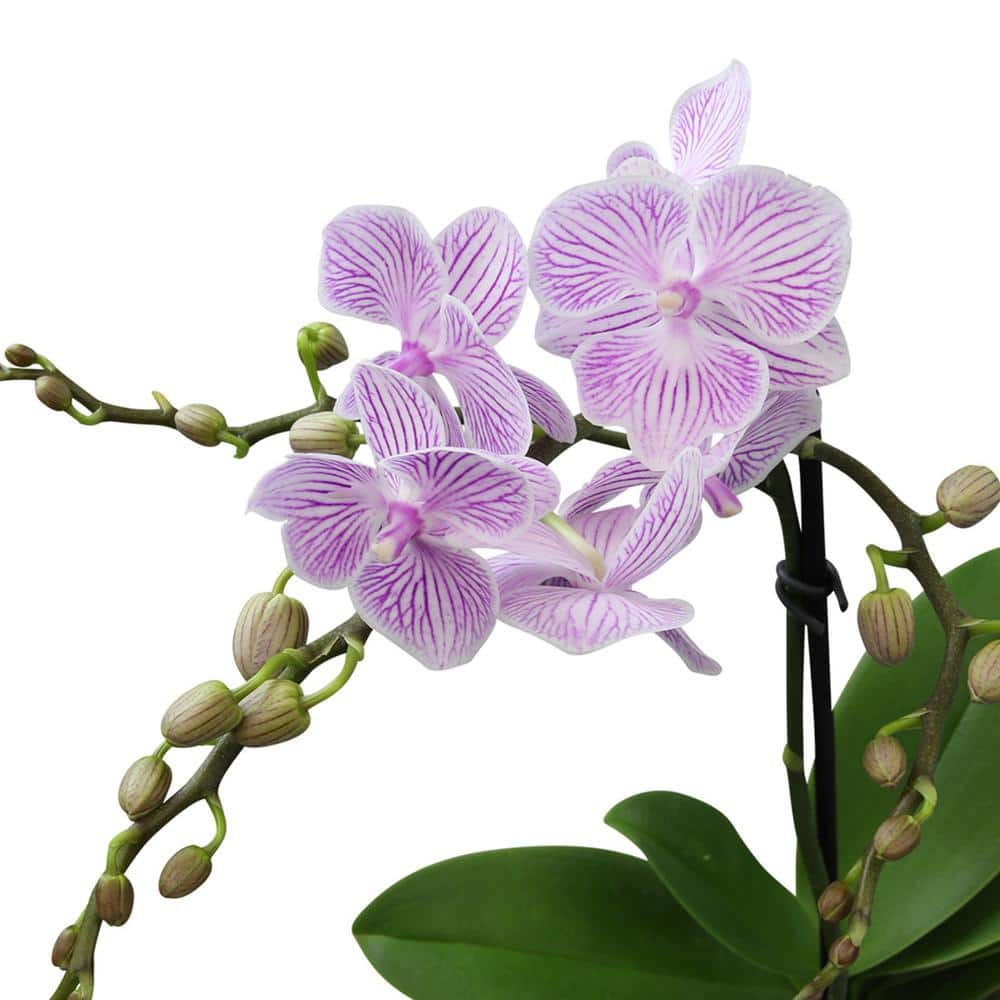 ALTMAN PLANTS 3.5 in. Orchid Phalaenopsis Multi-Color Live House Plant in White Ceramic Pot 0873006