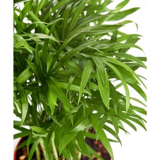 Shop Succulents Neanthe 'Bella Palm' in 4 in. Grow Pot Live IndoorOutdoor Air Houseplant and Office Decor Low Light 1-BELLAPALM-4