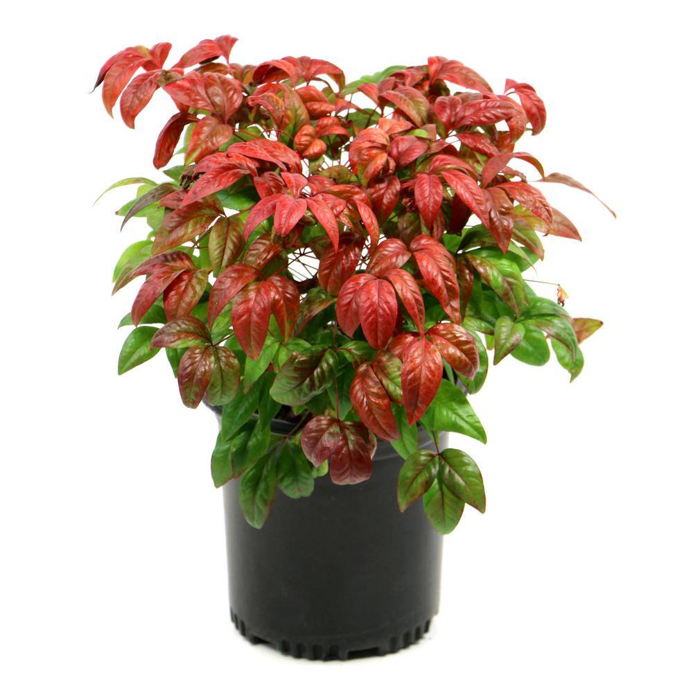 national PLANT NETWORK 2.25 Gal. Nandina Fire Power Shrub HD1076