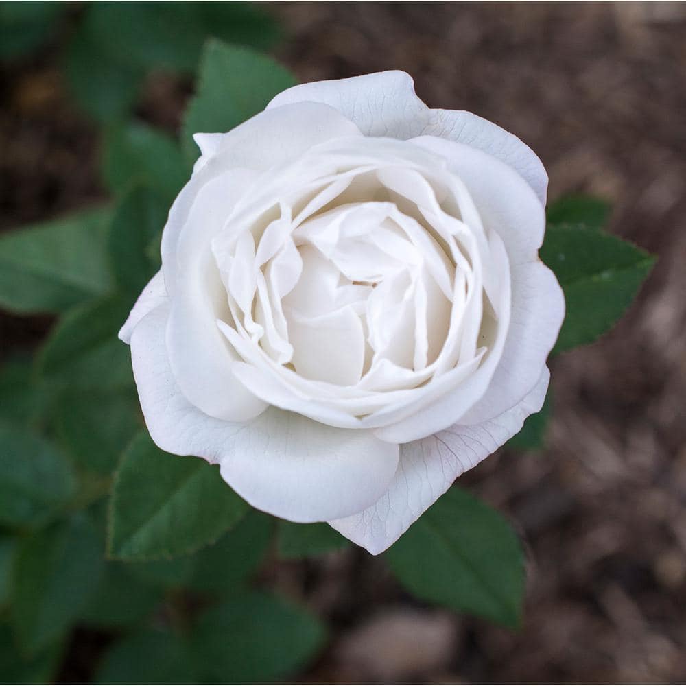 BLOOMABLES 2 Qt. Bloomables Pearlescent with Rose Bush with Pure White Flowers in Stadium Pot 84603