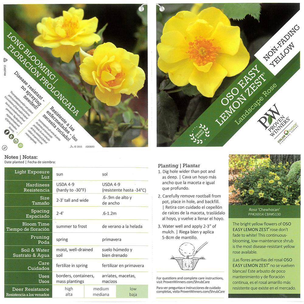 PROVEN WINNERS 2 Gal. Oso Easy Lemon Zest Rose Plant with Sunny Canary Yellow Flowers 16843