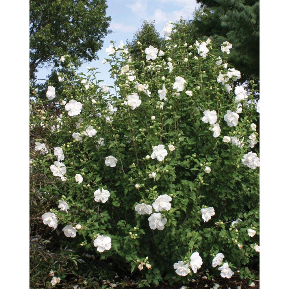 PROVEN WINNERS 4.5 in. qt. White Chiffon Rose of Sharon (Hibiscus) Live Shrub White Flowers HIBPRC2017800