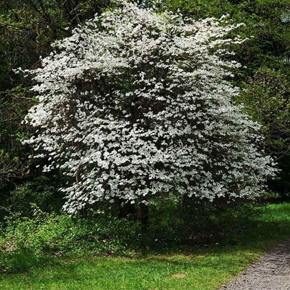 7 Gal. Appalachian Joy Dogwood Flowering Deciduous Tree with White Flowers DOGJOY07G