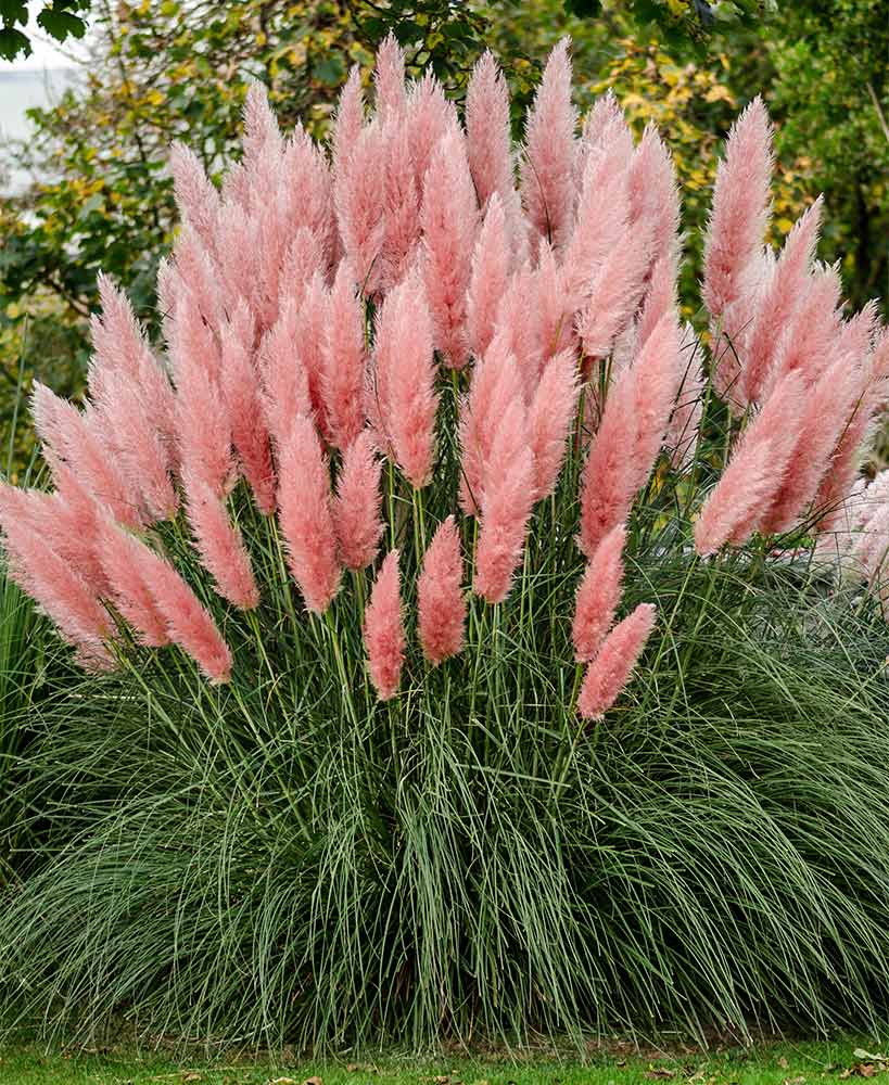 Pink Pampas Grass