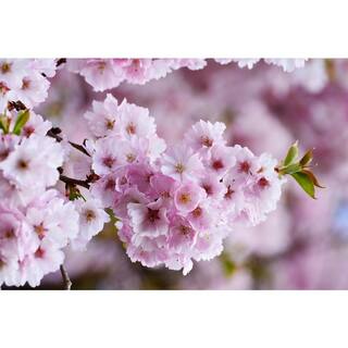 Online Orchards Accolade Cherry Blossom Tree Bare Root FLCH004