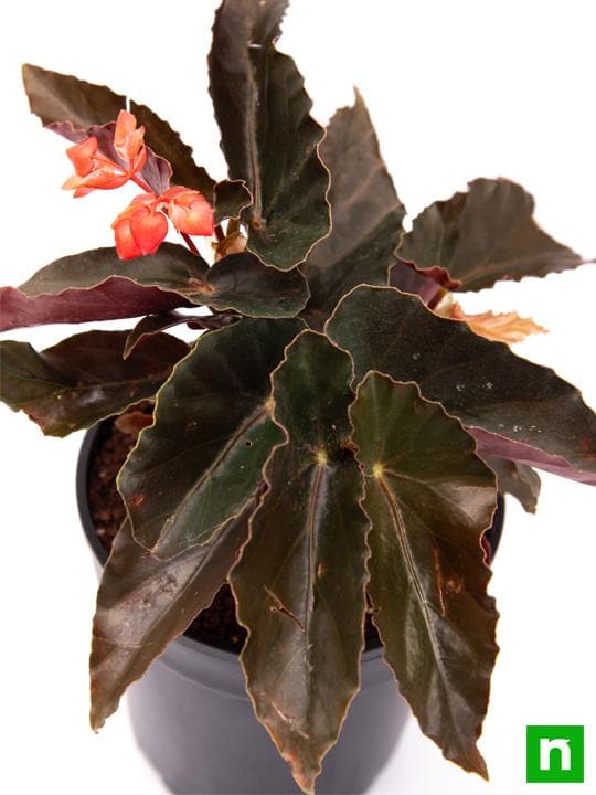 Angel Wing Begonia (Any Color) - Plant