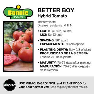 Bonnie Plants 1.19 qt. Better Boy Tomato Plant (6-Pack) 0201