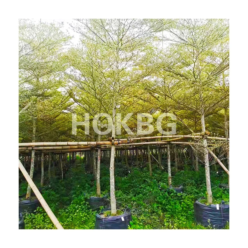 HOKBG  20 45 75 100  200 1000 4000 Litre Durable PP Woven Planting bag vegetable flower fruit tree sapling  nursery grow bag