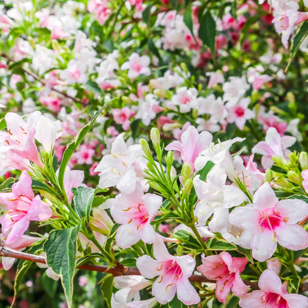 Variegated Weigela Tree