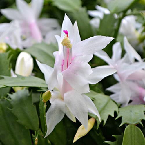 White Christmas Cactus Plant In 6 Inch Pot Zygocactus Holiday Seasons