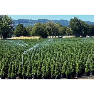 1.5 Gal. Dwarf Alberta Spruce (Picea g. 'Conica')Live Potted Evergreen Tree (1 each) O585002
