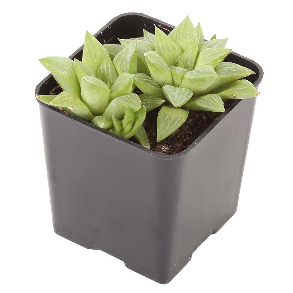 Costa Farms Small Assorted Haworthia Succulents in 2.5 in. Grower Pot， Avg. Shipping Height 3 in. Tall (4-Pack) 2SUCCHAWGROW4PK