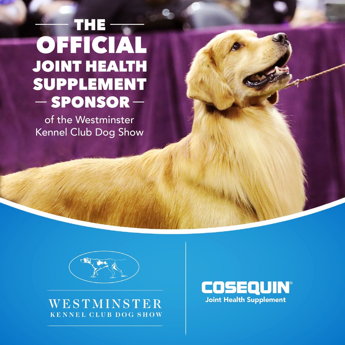 Nutramax Cosequin Hip and Joint Maximum Strength Plus MSM Chewable Tablets Joint Supplement for Dogs