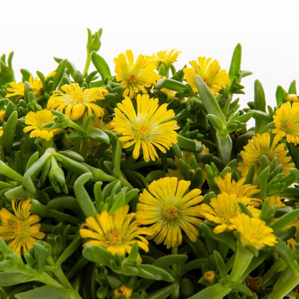 METROLINA GREENHOUSES 2.5 Qt. Wheels of Wonder Golden Yellow Trailing Ice Plant 70645