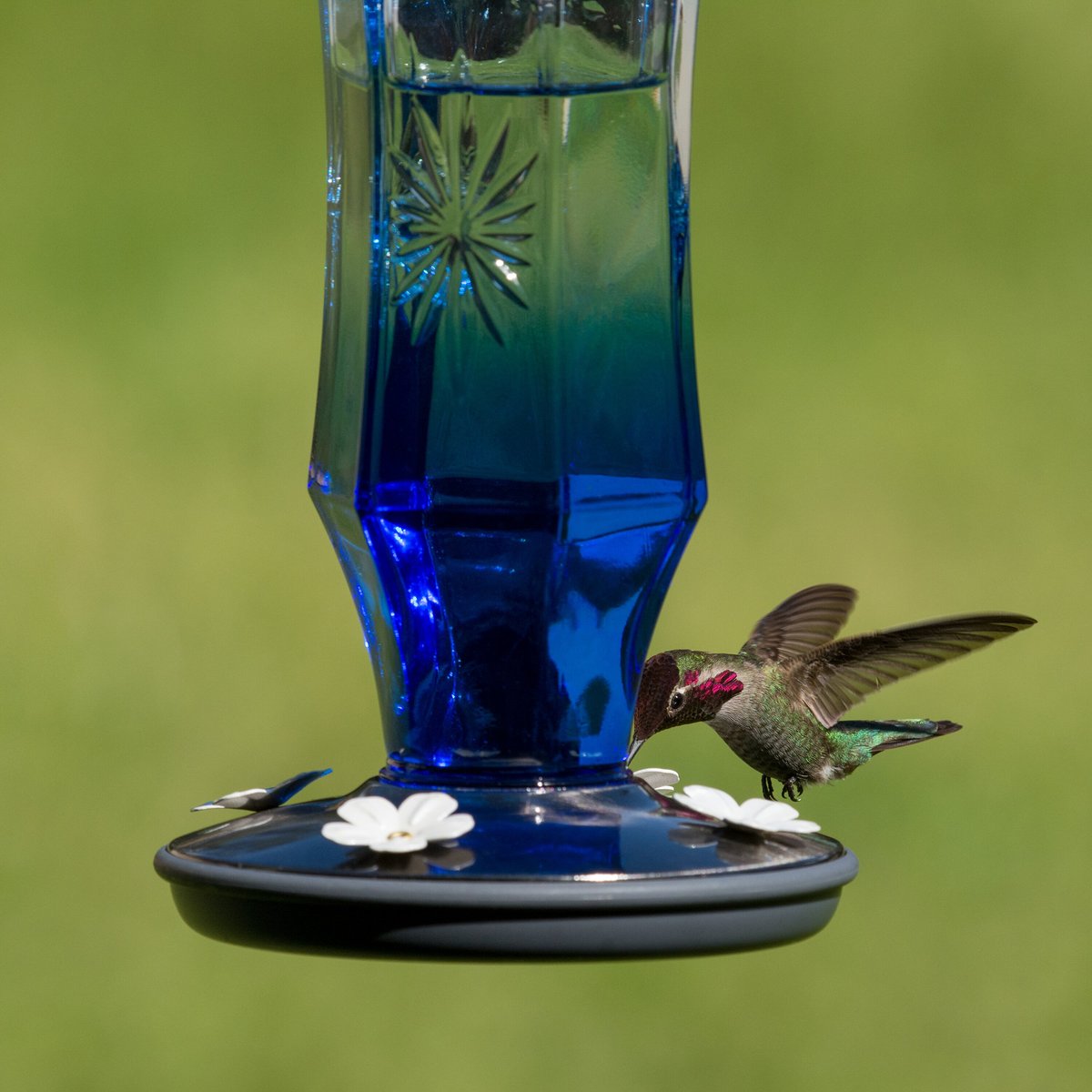 Perky-Pet Sapphire Starburst Vintage Hummingbird Feeder