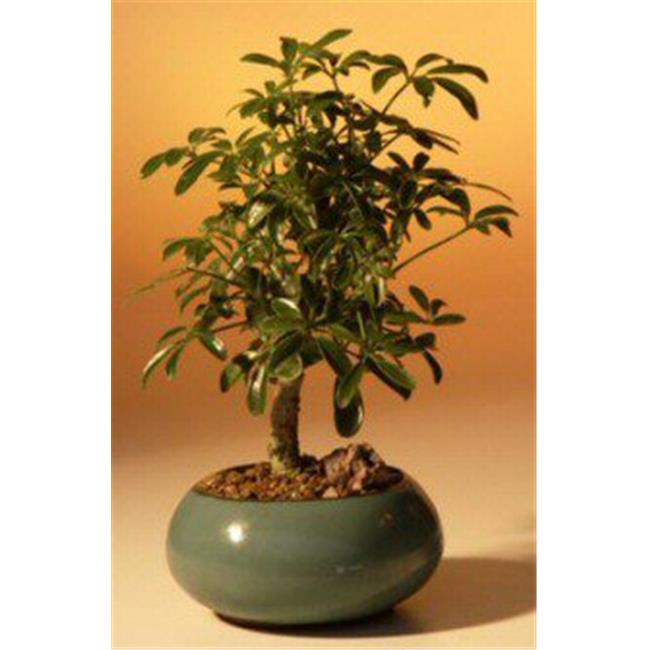 Bonsai Boy b1180 Hawaiian Umbrella Bonsai Tree - Arboricola Schefflera Luseanne - Small