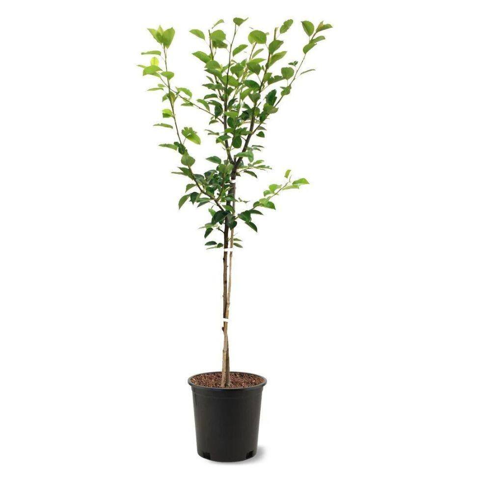5 Gal. Pineapple Pear Tree PEAPIN05GSL