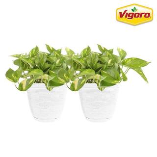 Vigoro Golden Pothos Indoor Plant in Small White Ribbed Plastic Décor Planter Avg. Shipping Height 1-2 ft. Tall (2-Pack) CO.POTH.3.VI.WH