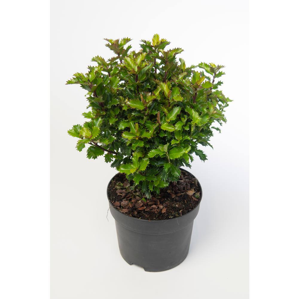 Online Orchards 1 Gal. Red Beauty Holly Shrub Symmetrical Grower with Rich Glossy Leaves and Abundant Bright Red Berries EGHY002
