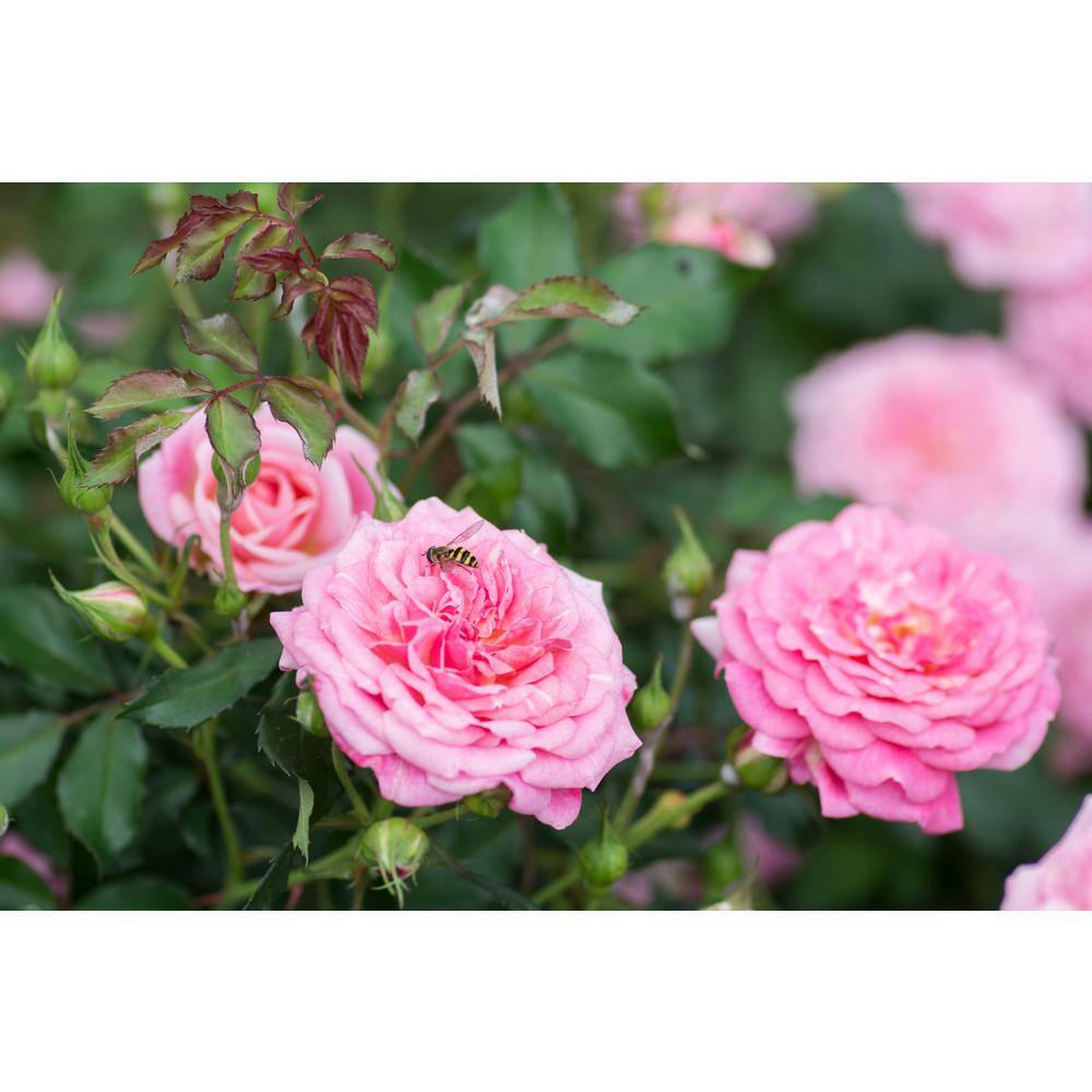 Drift 2 Gal. Sweet Drift Rose Bush with Pink Flowers 19505