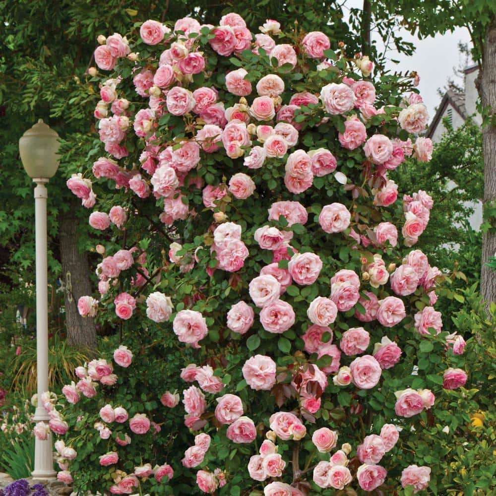 Gardens Alive! Pearly Gates Climbing Rose Live Dormant Bare Root Plant (1-Pack) 85042