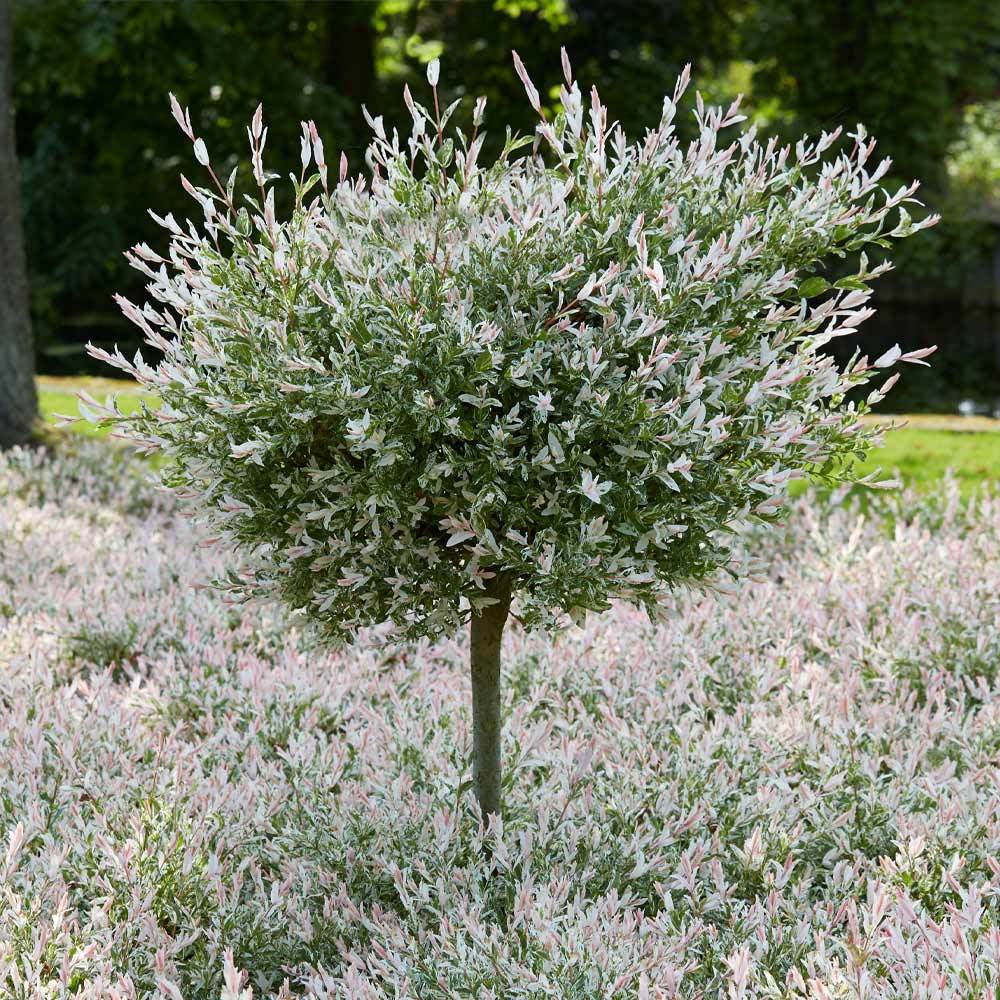 Tri-Color Dappled Willow