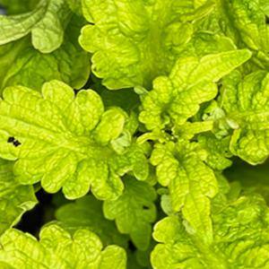 Vigoro 2.5 Qt. Coleus Golden Lace in 6.33 in. Grower's Pot (2-Plants) DC1GCOLGOLLACE2