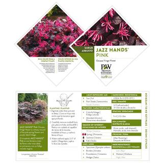 PROVEN WINNERS 2 Gal. Jazz Hands Pink Loropetalum Shrub with Cool Purple Foliage 13912