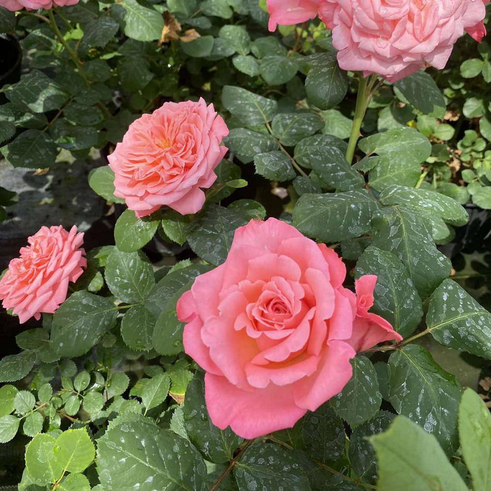 PROVEN WINNERS 1 gal. Reminiscent Coral Rose (Rosa) Live Plant Shrub Pink Flowers ROSPRC2206101