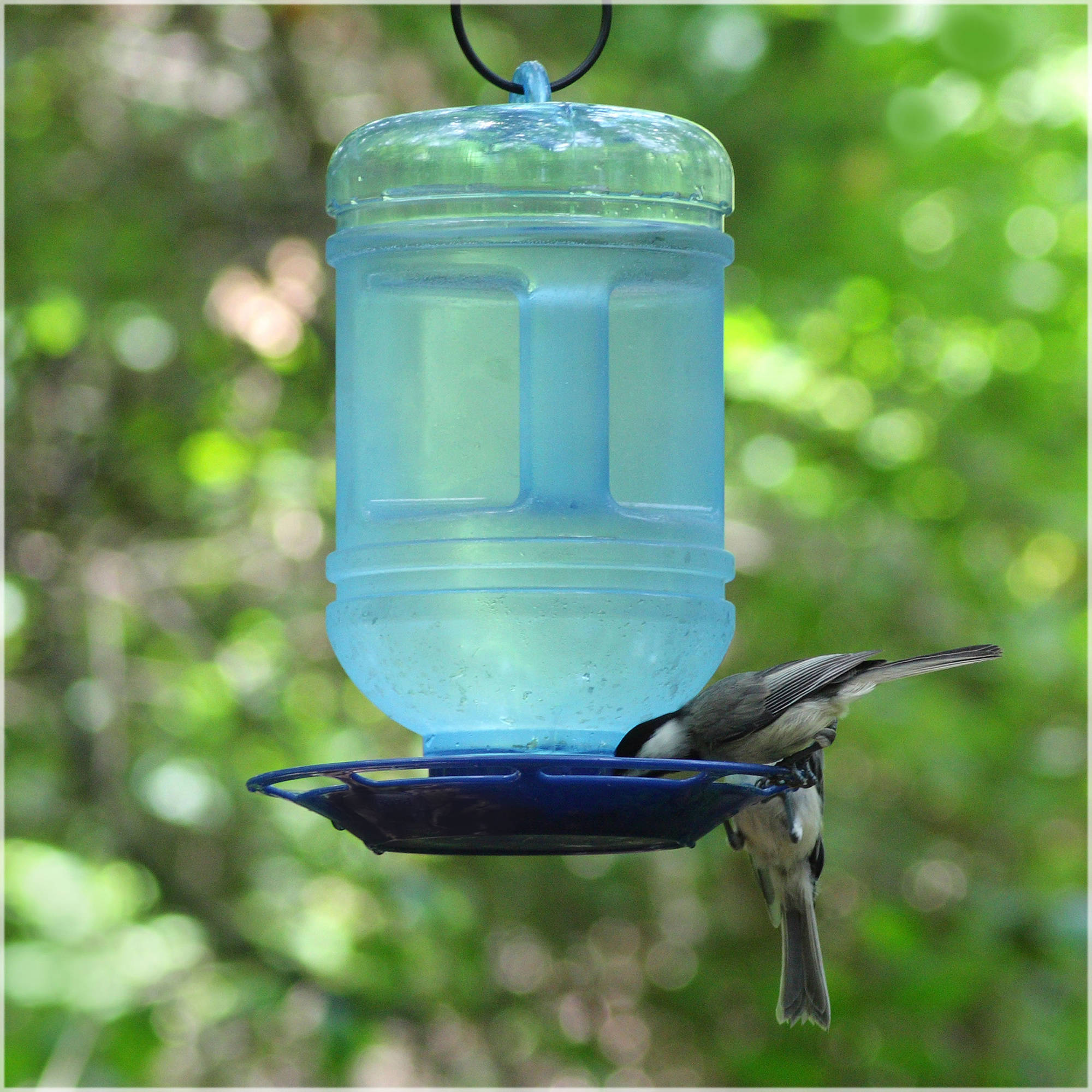 Perky-Pet 48 oz Water Cooler Bird Waterer