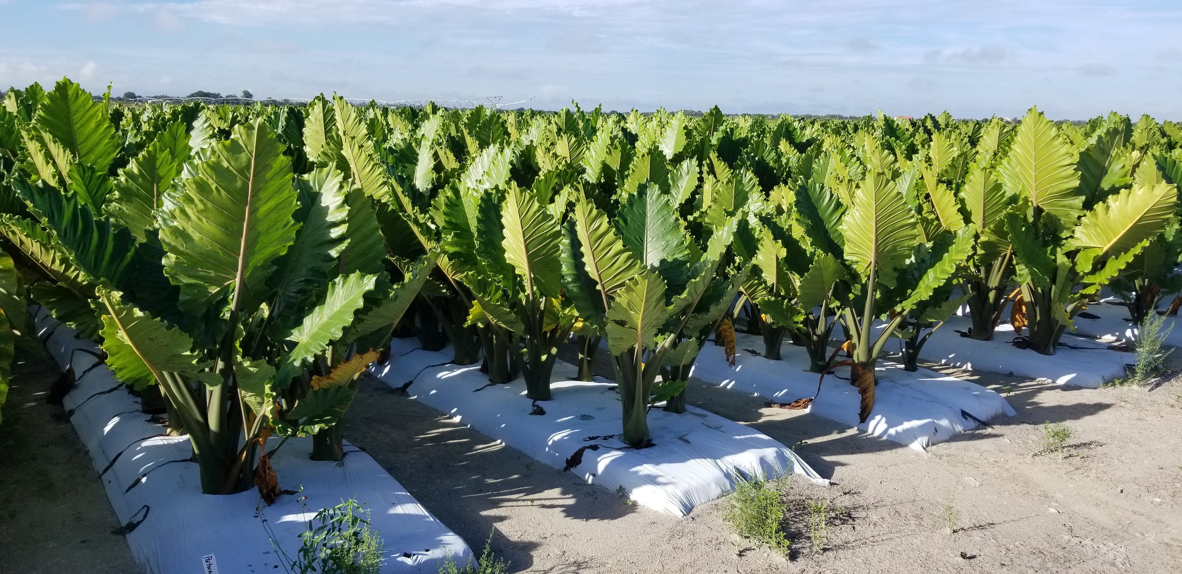 Upright Jurassic Elephant Ear Giant Premium Caladium Bulbs