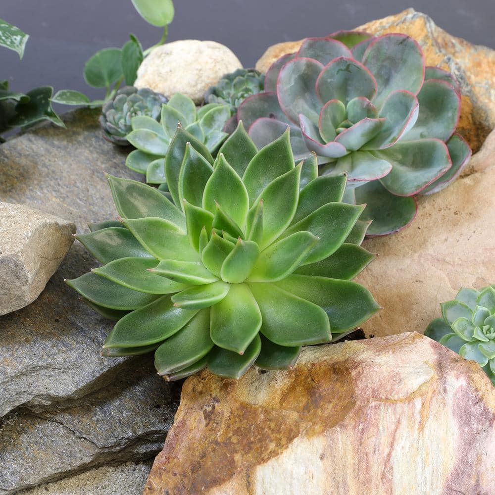 SMART PLANET 1 qt. Echeveria Assorted Succulents (4-Pack) 0872633