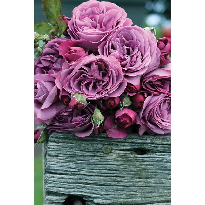 BLOOMABLES Bareroot Sunbelt Plum Perfect Floribunda Rose Bush with Lavender-Purple Flowers (2-Pack) HD1405