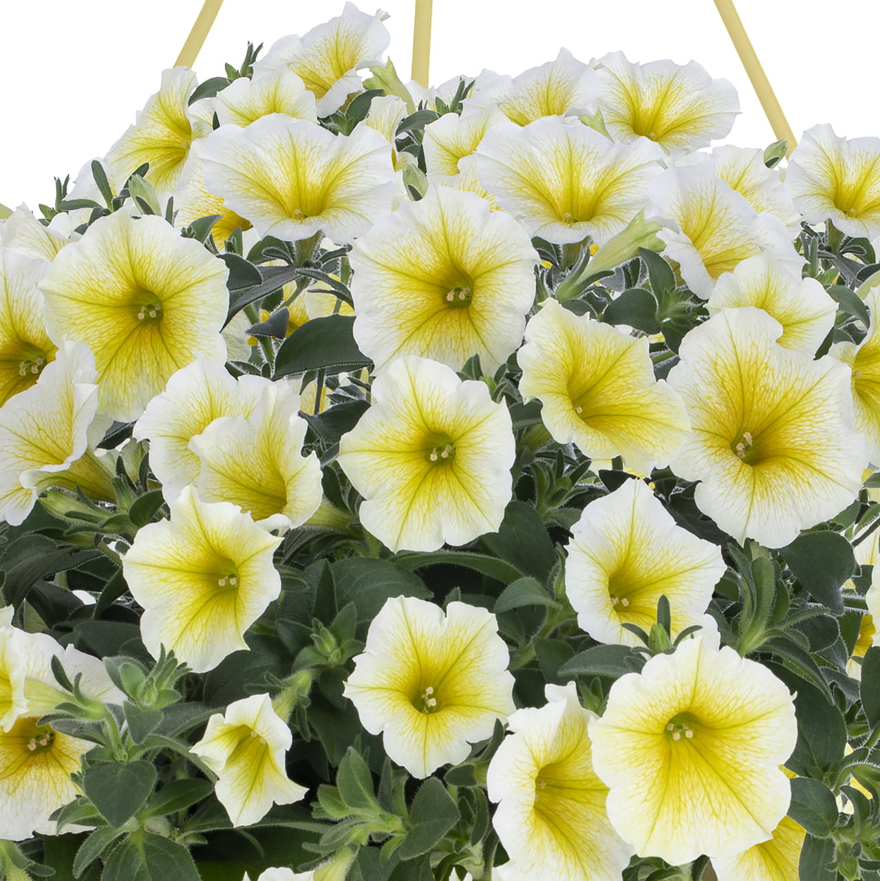 Bees Knees 1.5G Yellow Petunia Annual Live Plant (1 Pack) with Hanging Basket