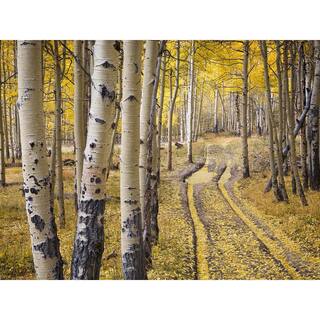 Online Orchards Quaking Aspen Tree Bare Root SHAN001
