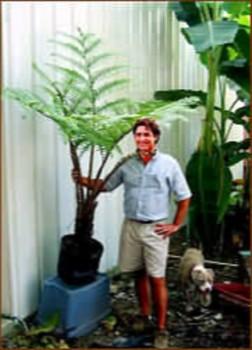 Australian Tree Fern - Cyathea cooperi - Exotic - 6