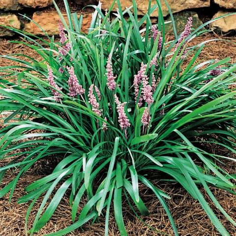 Classy Groundcovers - Lily Turf 'Christmas Tree' Lilyturf Monroe's  Lilyturf， Border Grass， Monkey Grass {25 Bare Root Plants}