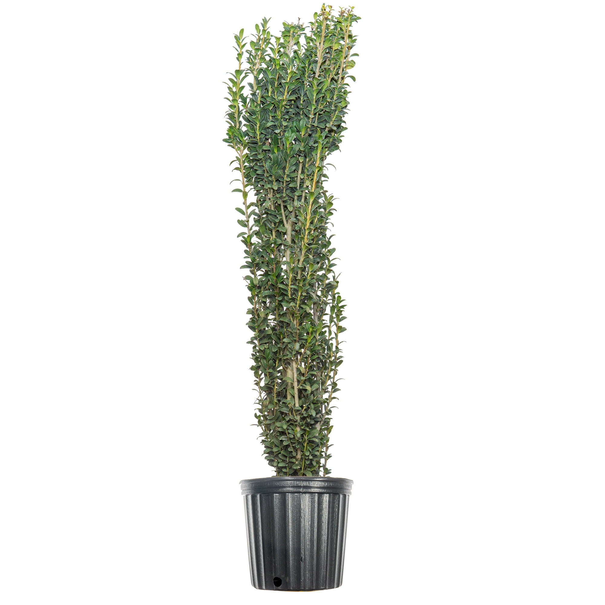 3 Gal. Sky Pencil Holly - Vertical Accent Plant